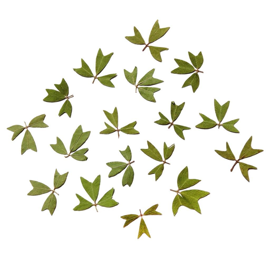 10x Pressed Dried Flower Dry Leaves for DIY Crafts Bookmark Cards Making