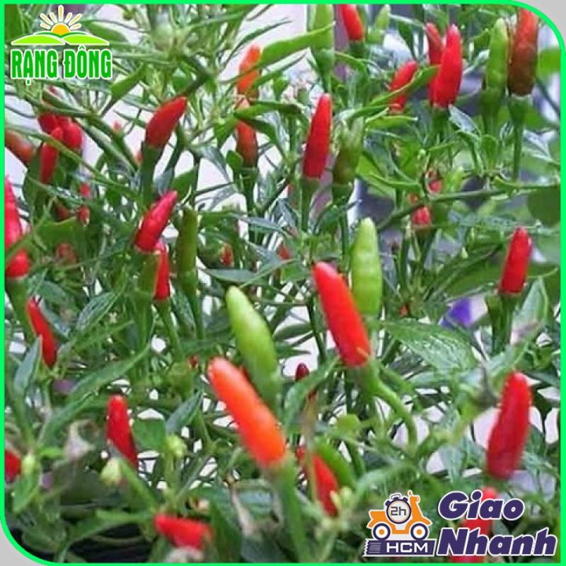 Hạt giống Ớt Xiêmrạng , Trồng Quanh Năm, Chịu Nhiệt Tốt, Trái Sai - Hạt Giống Rạng Đông