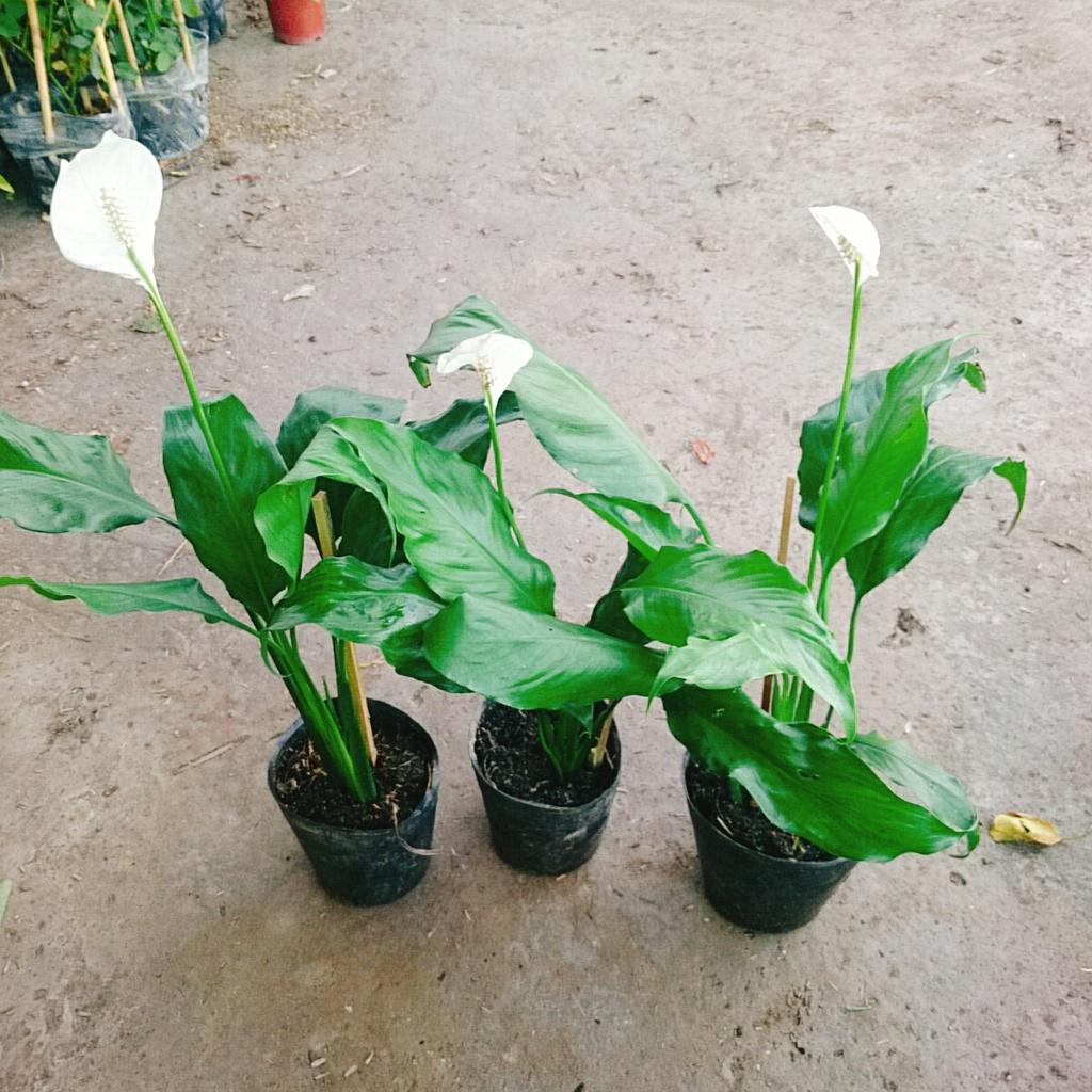 Cây lan ý - Cây cảnh mini + Tặng phân bón cho cây mau lớn