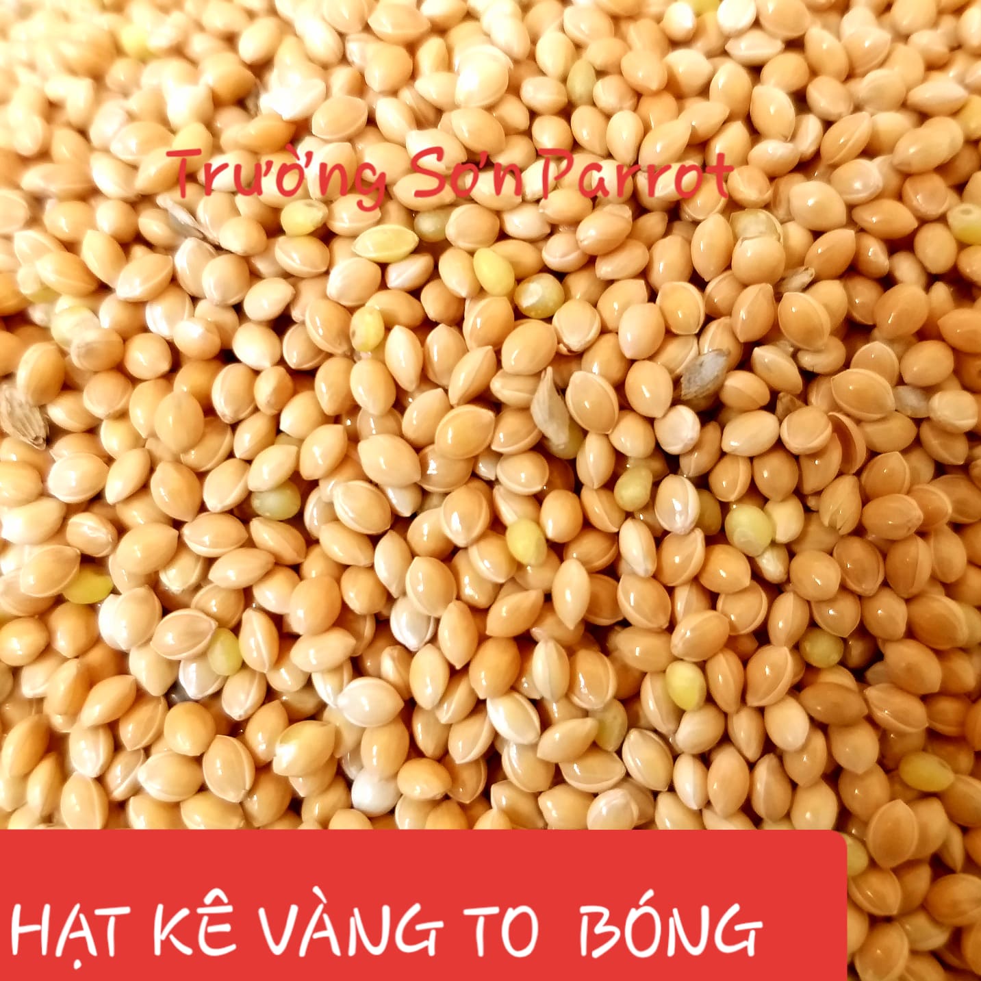 1kg KÊ VÀNG BÓNG cho chim vẹt, sóc, chuột, gà...