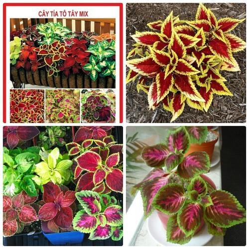 Hạt Giống Tía Tô Cảnh- Cây Lá Gấm -