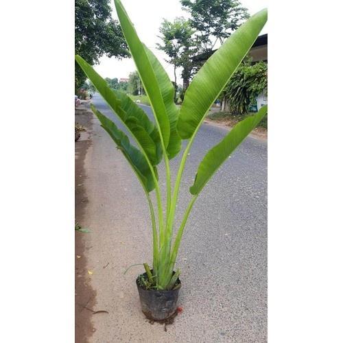 CHẬU CÂY CHUỐI CẢNH RẺ QUẠT, CÂY LỚN ĐẸP MANG MAY MẮN TÀI LỘC CHO GIA CHỦ - NCCCCLD