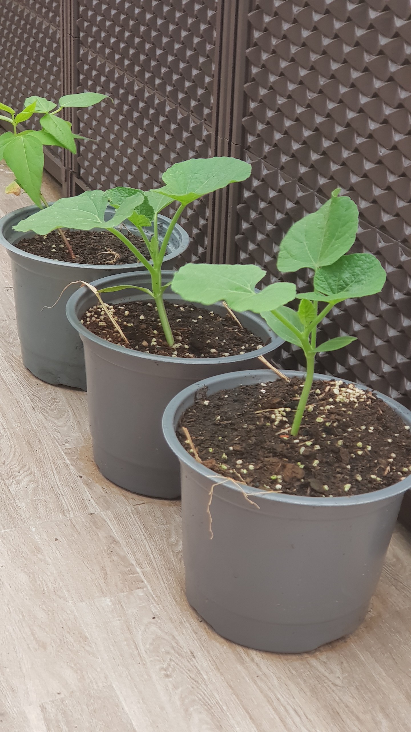 Chậu mềm 16*23cm - set 10 cái