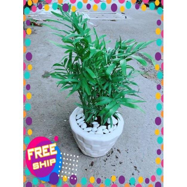 Chậu Cây Cau Tiểu Trâm