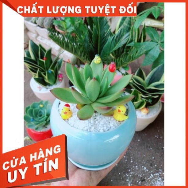 Chậu sen đá viền lửa