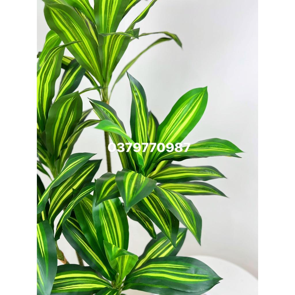 Cây thiết mộc lan 5 nhánh cao 150cm - Ảnh và video thật do shop tự chụp