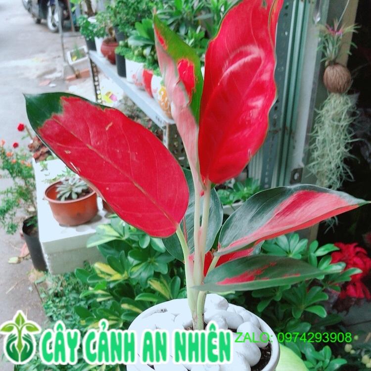 Chậu Cây Phú Quý Đỏ