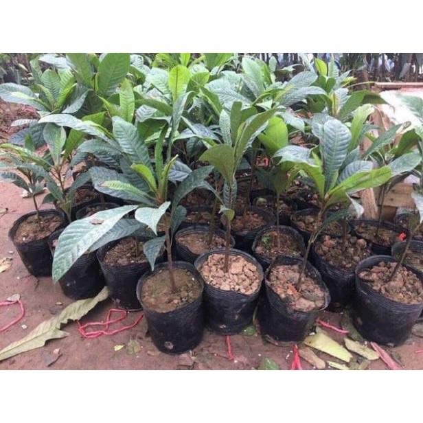 HỒNG XIÊM RUỘT ĐỎ THÁI LAN - Hàng cây giống chuẩn F1