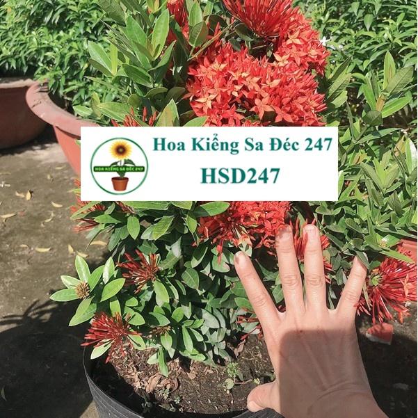 Cây mẫu đơn đỏ tặng phân bón - trang trí nội thất cảnh quan sân vườn ngoài trời