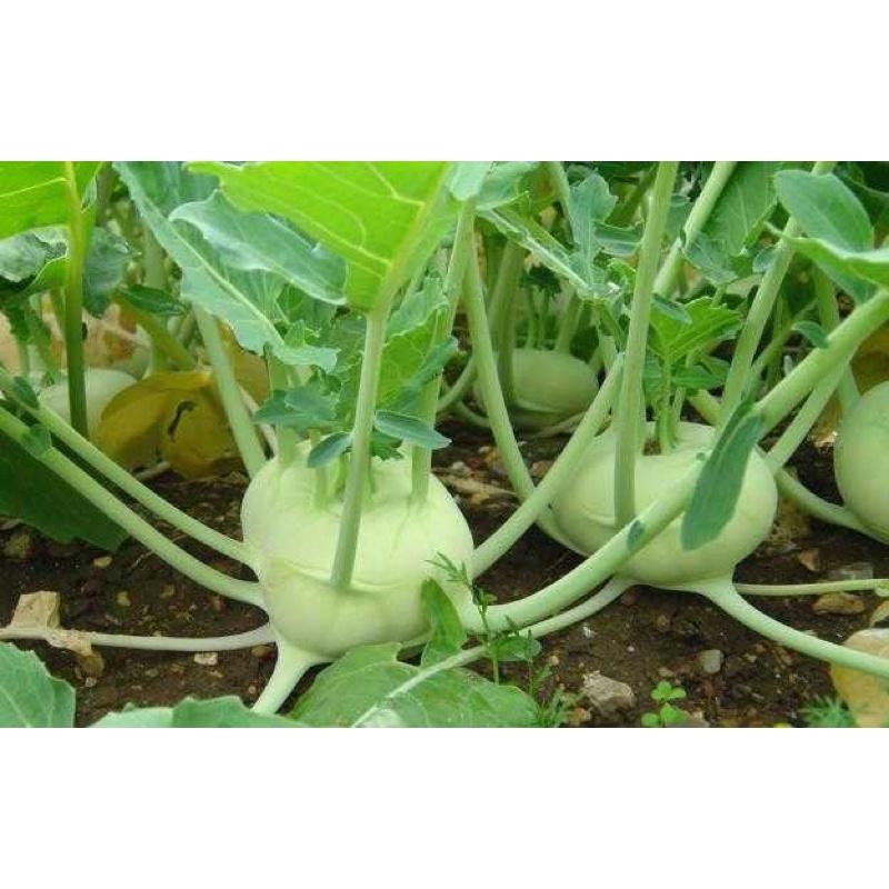 Hat giống xu hào xanh 100 hạt (su hào) - Tỷ lệ này mầm cao