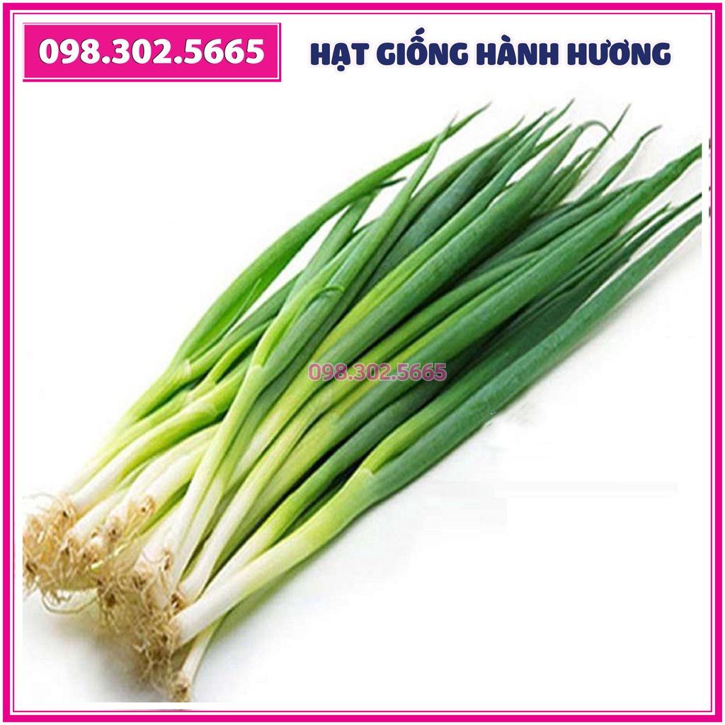 Hạt giống hành hương, hành lá, hành hoa - gói 5 gam - Năng suất cao, kháng sâu bệnh