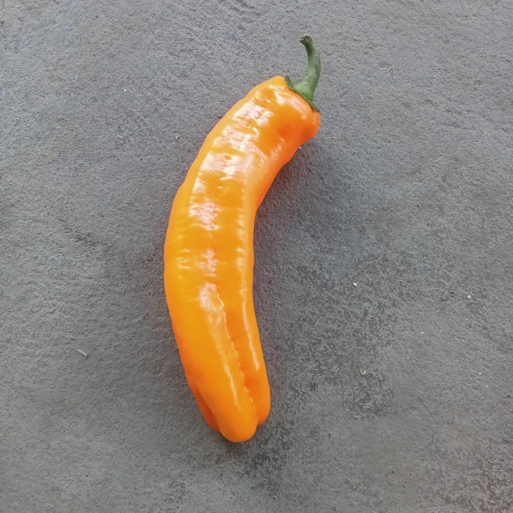 Hạt Giống Ớt Ngọt Sweet Palermo Orange