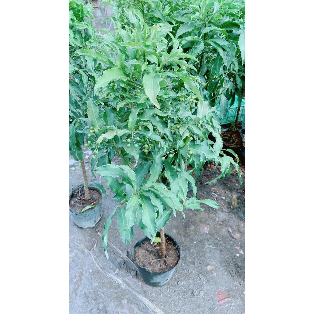 Cây Kim Ngân Lượng