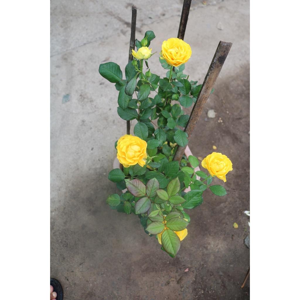 Chậu hoa hồng ngoại hoa vàng chỉ giao tại TP.HCM