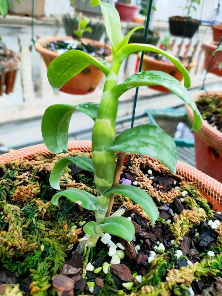 Phi điệp ĐỎ CÁNH MAI CHẤT LƯỢNG UY TÍN