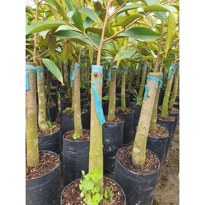 Cây giống sầu riêng dona gốc to 2 năm
