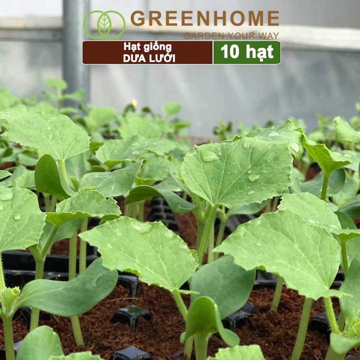 Hạt giống Dưa lưới ruột vàng F1, gói 10 hạt, sinh trưởng mạnh, năng suất cao T14 |Greenhome