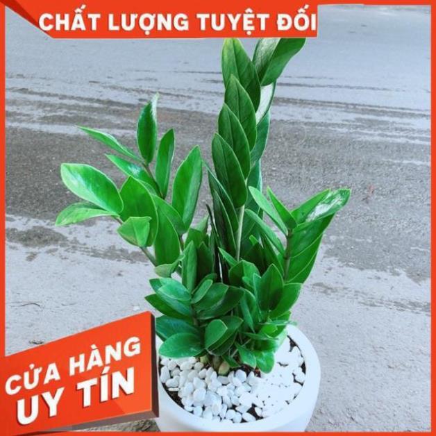 Chậu Kim Tiền