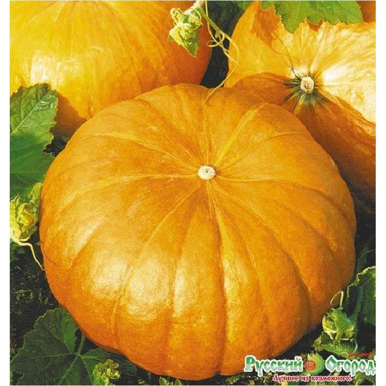 Hạt Giống Bí Ngô Khổng Lồ- Gói 5 Hạt