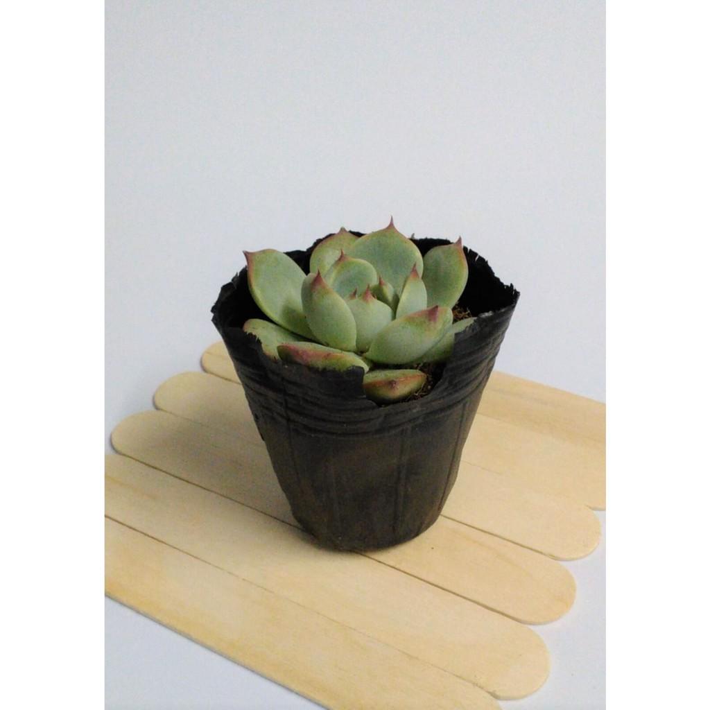 Sen đá bầu nhỏ ngẫu nhiên size 5-8cm FREESHIPĐã thuần khí nóng Bao đẹp