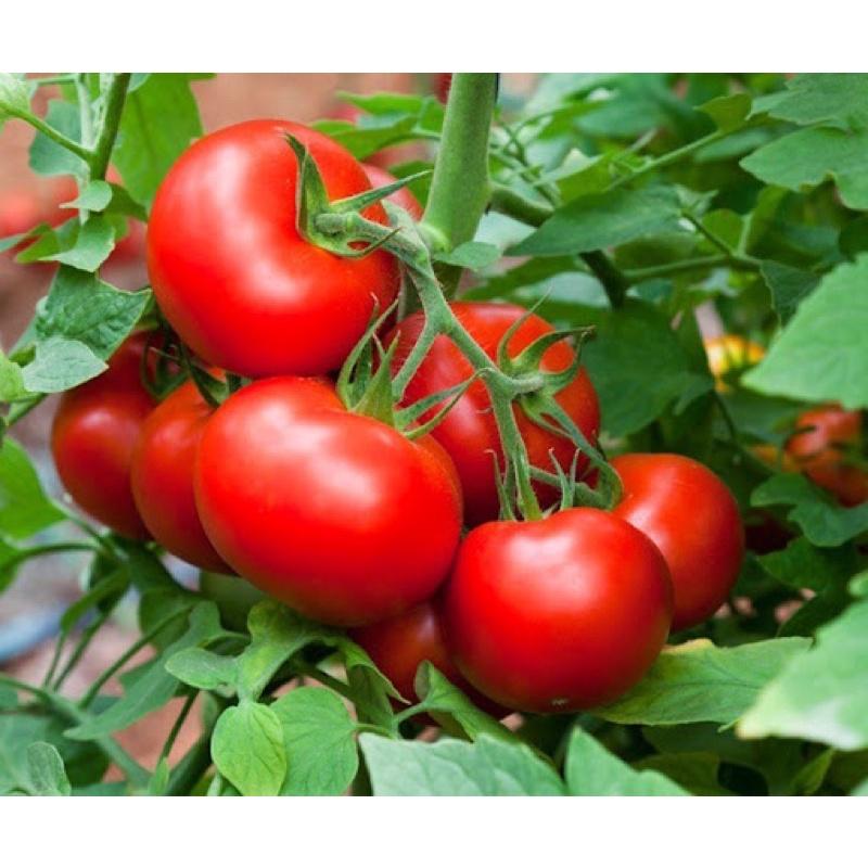 Gói 50 hạt giống quả cà chua chịu nhiệt F1, nặng suất, dễ trồng, tốt cho sức khoẻ (CA001)