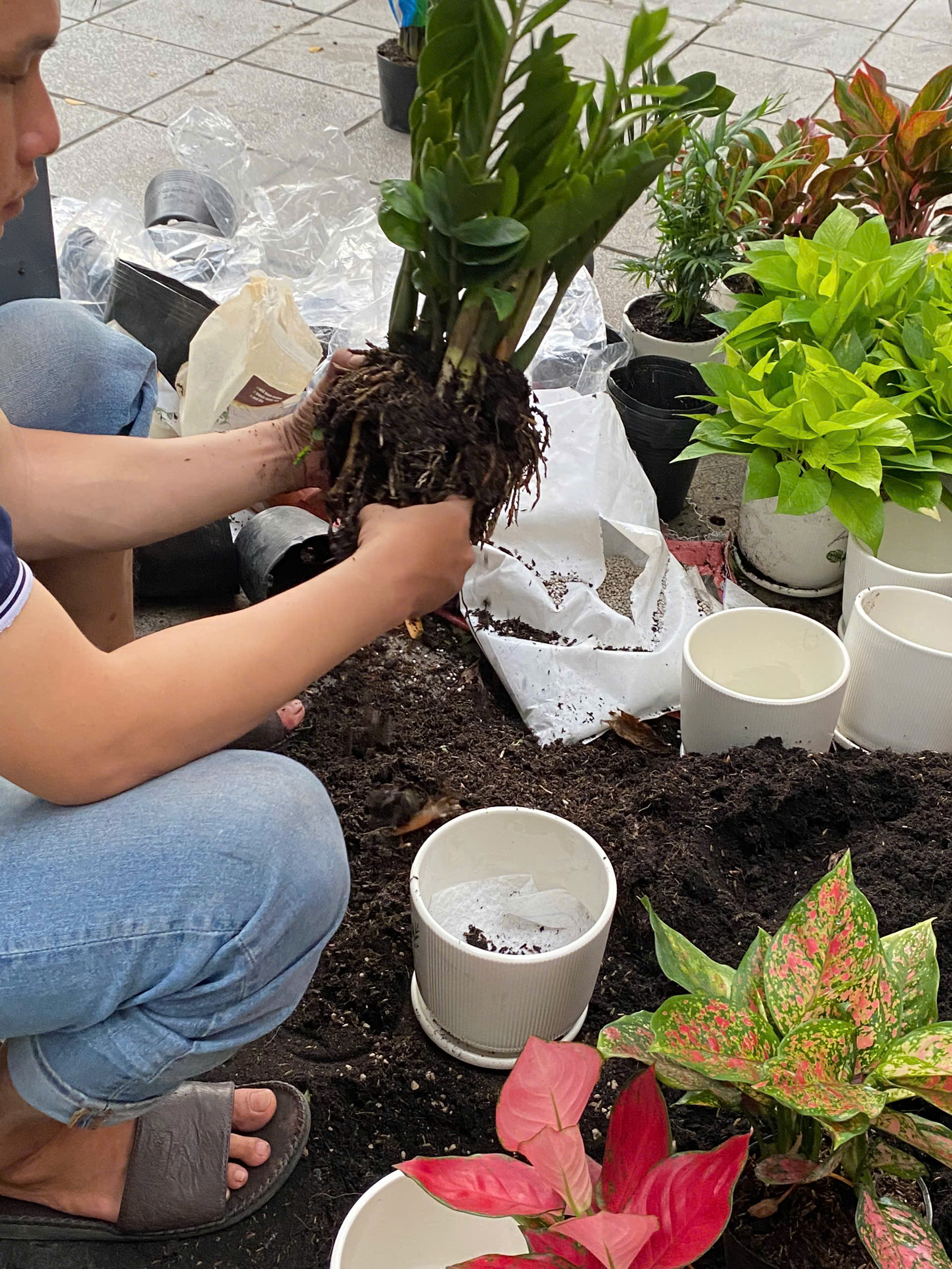 Chậu Cây Để Bàn Nhỏ Văn Phòng (1 bộ chậu và Cây Vạn Lộc Đỏ) cây trong nhà trang trí may mắn