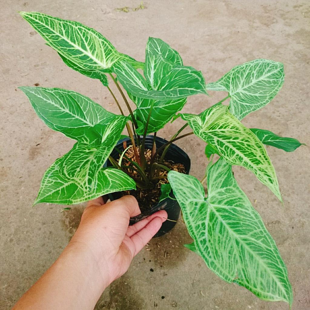 Cây Trầu Bà Thái - cây cảnh để bàn + tặng phân bón cho cây