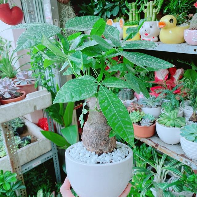 Chậu Kim Ngân Chân Voi