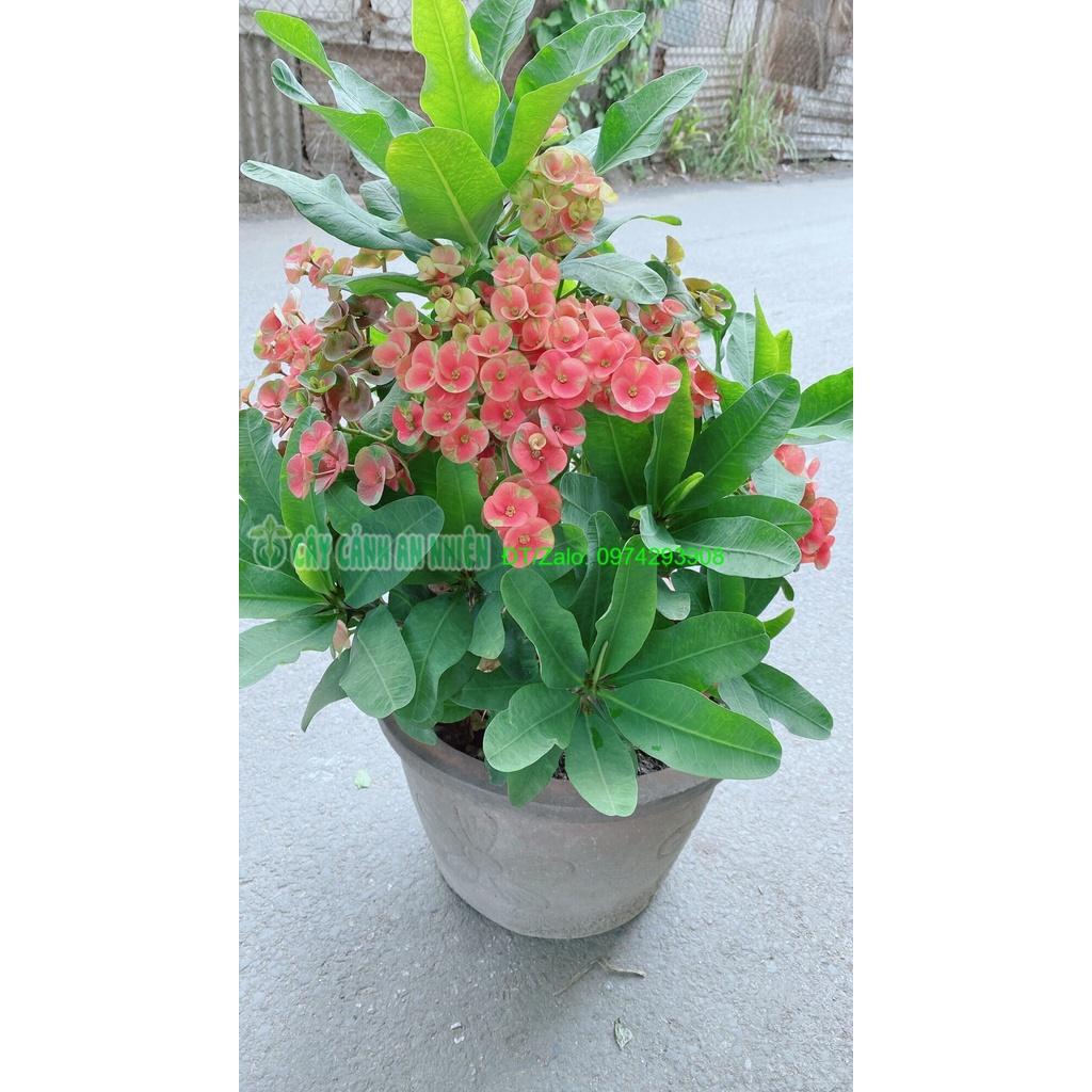 Chậu Xương Rồng Bát Tiên Lớn