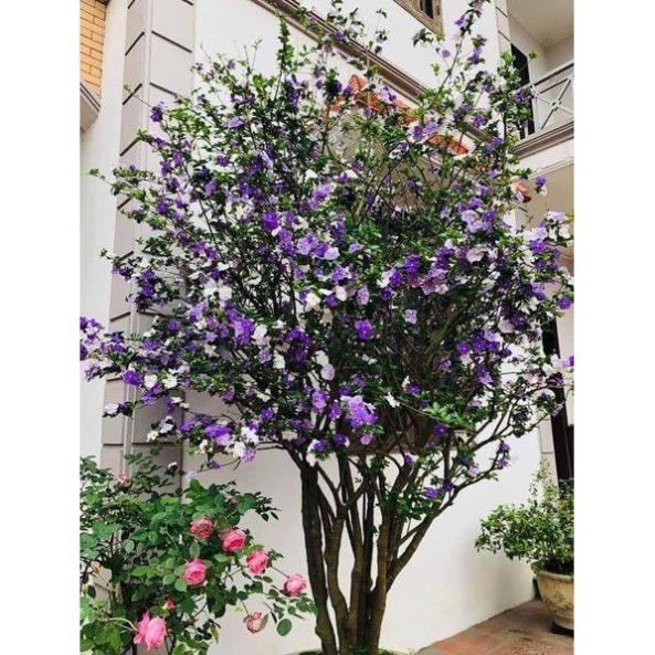 NGUYÊN BẦU CÂY GIỐNG HOA NHÀI NHẬT TÍM NHẬT BẢN ĐỔI MÀU-BẦU CÂY SIZE LỚN + Tặng 01 cây dâu da đất