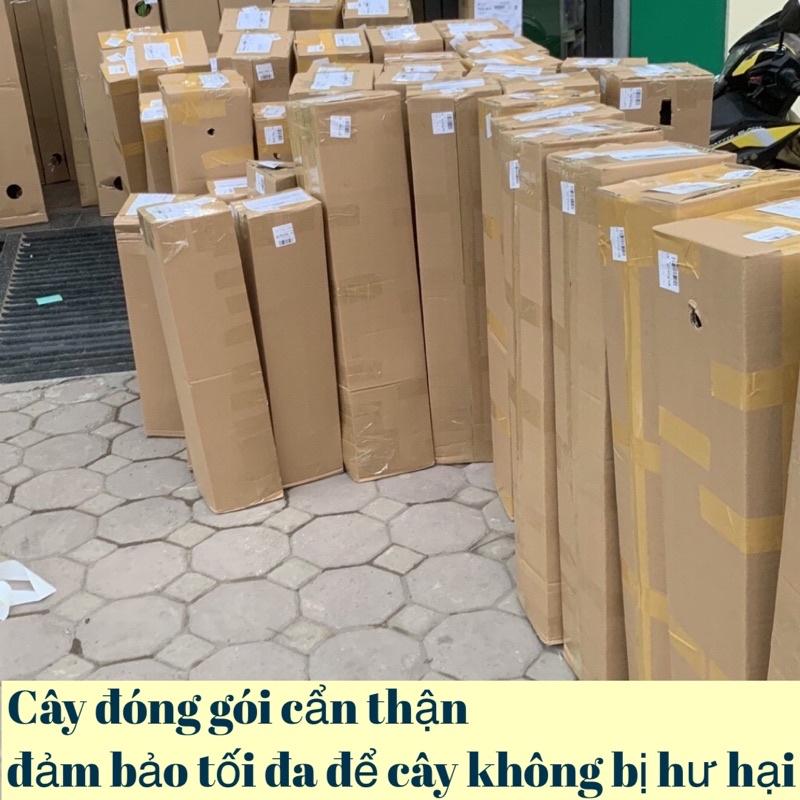 Cây chanh vàng Mỹ quả to mọng nước rất thơm 6 tháng ra quả