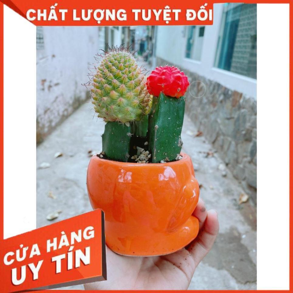 Chậu xương rồng tiểu cảnh