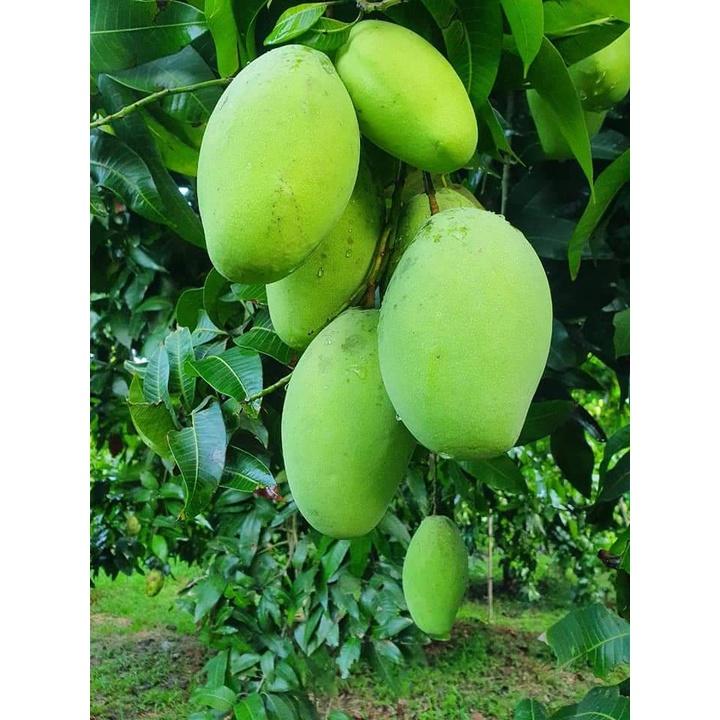 Cấy giống Xoài Keo CamPuchia.
