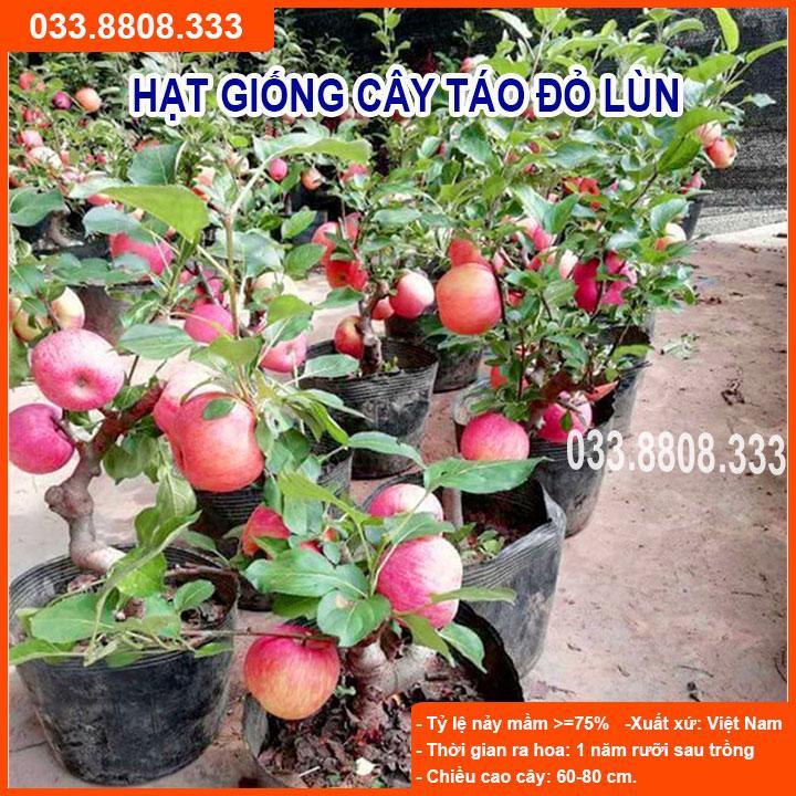 HẠT GIỐNG CÂY TÁO ĐỎ LÙN - NHANH CHO TRÁI