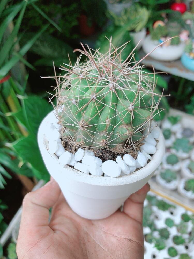 Chậu Cây Xương Rồng