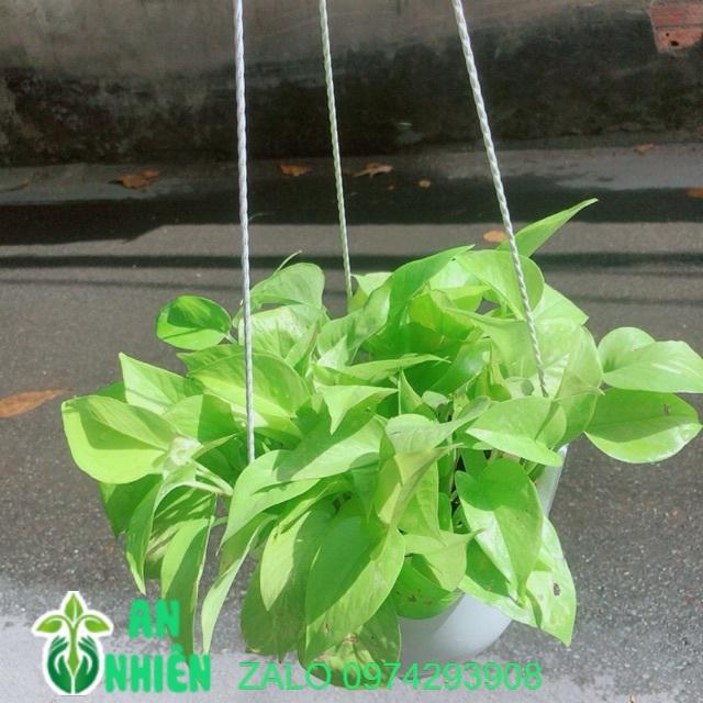 Lưỡi Hổ Thái Vàng