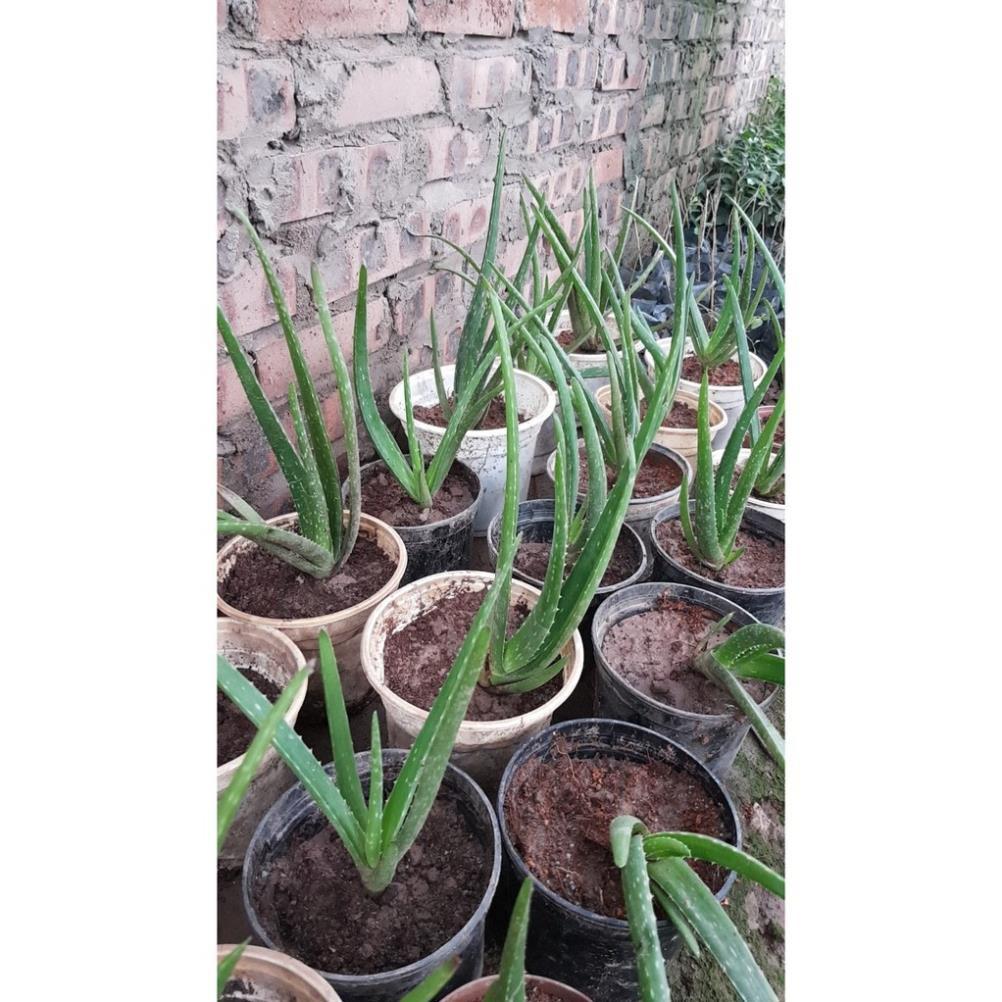 Nha đam giống Mỹ chuẩn – Gửi cây trong bầu