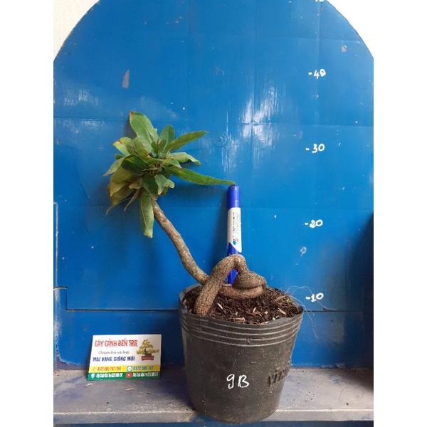 2 Cây Mai Giảo tự xoắn