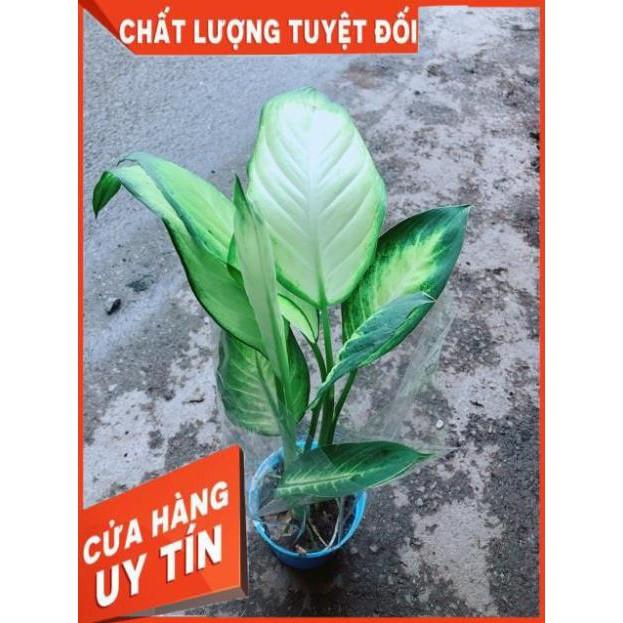 Chậu Vạn Niên Thanh