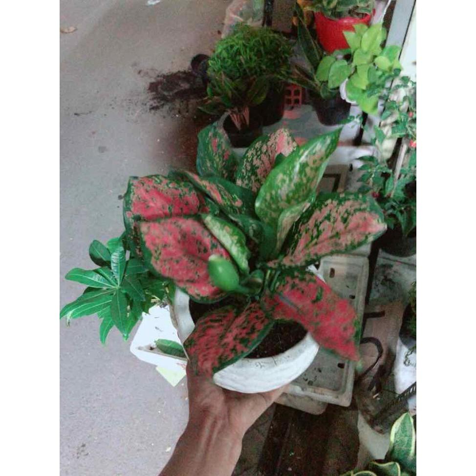 Chậu vạn lộc Bán Chạy