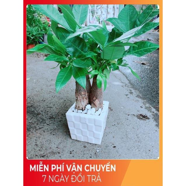 Chậu Kim Ngân 3 Thân