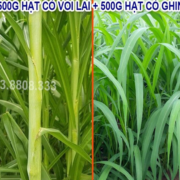 COMBO HẠT GIỐNG CỎ CHĂN NUÔI GỒM SUDAN SUPER BMR 500G VÀ MOMBASA GHINE 500G