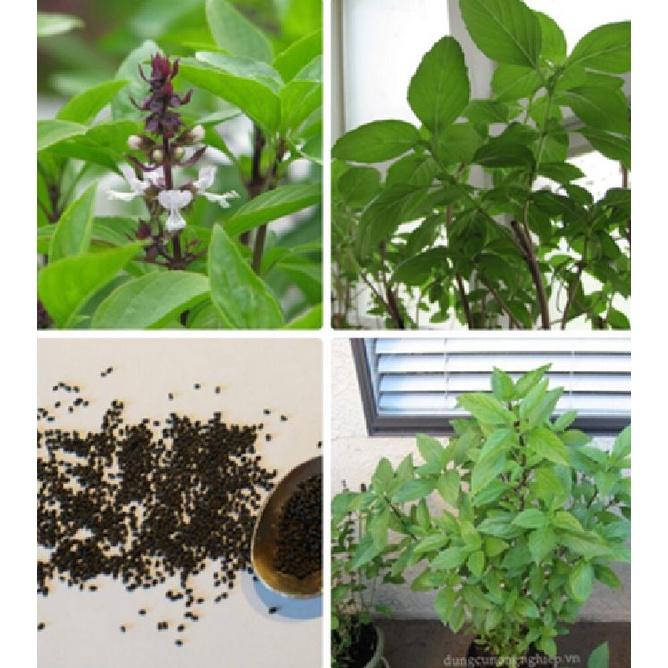 Hạt giống rau húng quế lá to CT130 - Gói 2gram