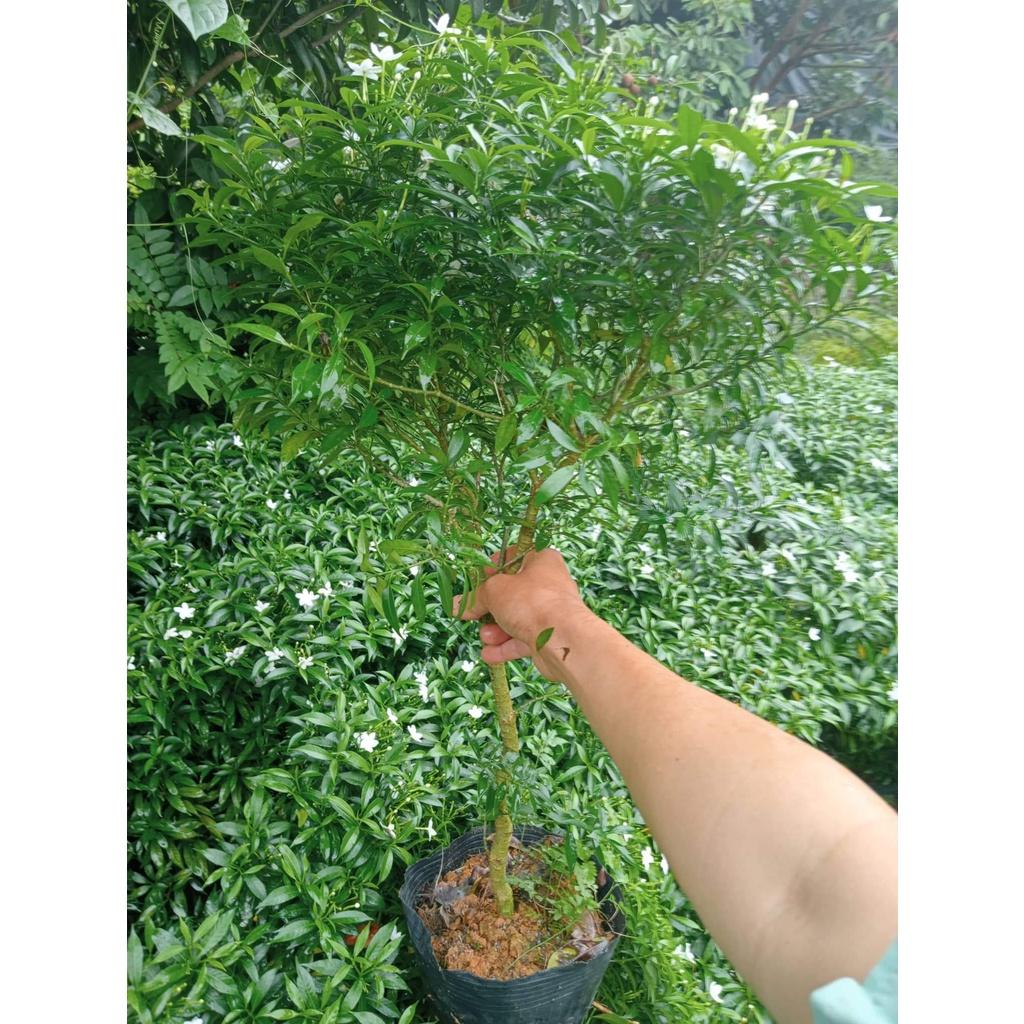 CÂY MAI VẠN PHÚC