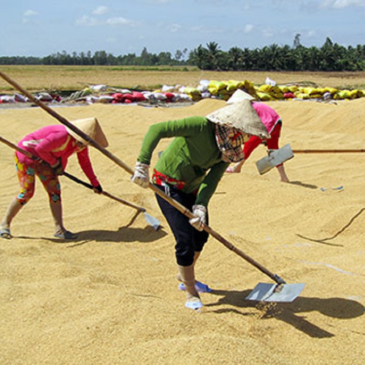 Cào thóc chang mạ thép siêu cứng