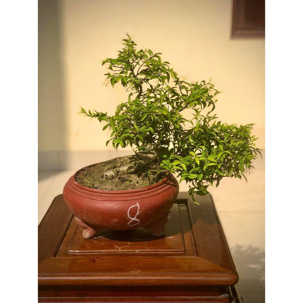 Cây mai chiếu thủy bonsai (ảnh thật) cây số 1-8 tùy chọn