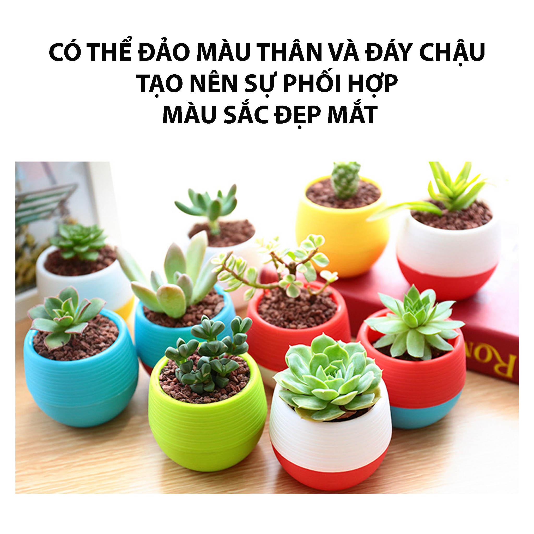Chậu Trồng Sen Đá Mini TH Garden - Có Đáy Trữ Nước, Trồng Sen Đá, Xương Rồng Cực Đẹp - Sử Dụng Decor Phòng, Trang Trí Sân Vườn