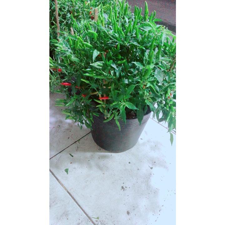 Bụi Ớt Hiểm Nhiều Trái