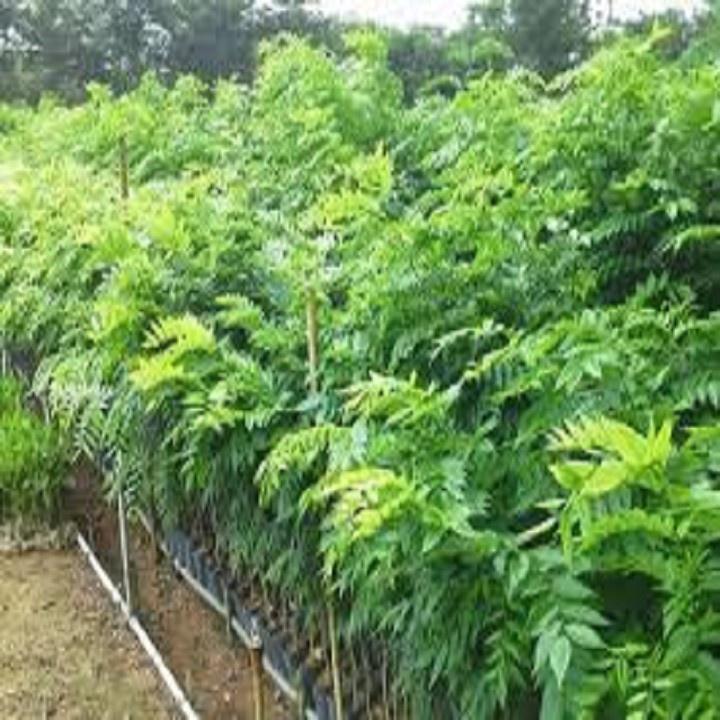 COMBO 2 BẦU CÂY GIỐNG CÂY SƯA ĐỎ