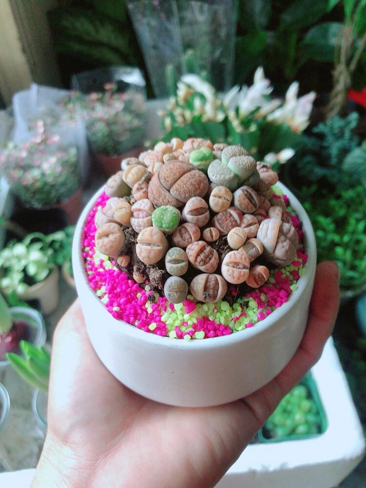 Chậu Cây Thạch Lan- Hoa Sỏi